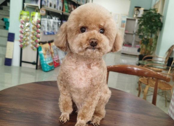 貝丁寵物醫院與日用雜品銷售點地址信息